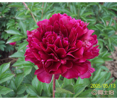 芍藥苗供應商與批發(fā)價格詳解——菏澤市牡丹區(qū)齊天牡丹種植專業(yè)合作社