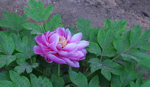 牡丹花開(kāi)，苗木生機(jī)